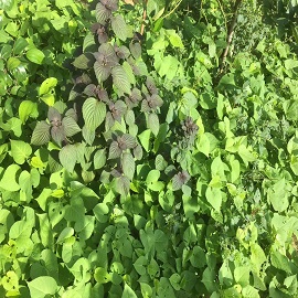 紫蘇，菜園區(qū).jpg